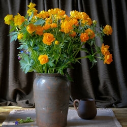 Пазл:  Купальница