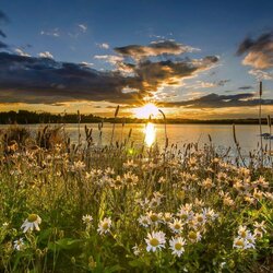 Пазл: Ромашки у реки