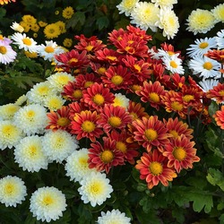 Пазл: Все краски лета