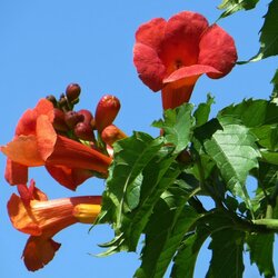 Пазл: Текома