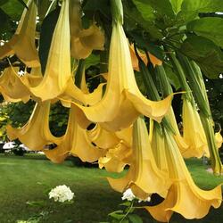 Пазл: Бругмансия