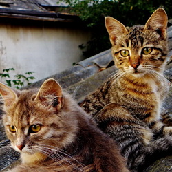 Пазл: Котята