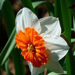 Пазл: Нарцисс