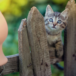 Пазл: Мордочка на заборе