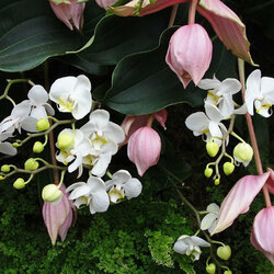 Пазл: Мединилла и орхидея