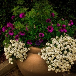 Пазл: Алиссум - снежный ковер