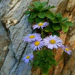 Пазл: Цветы в горах