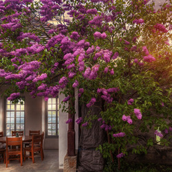 Пазл: Куст сирени