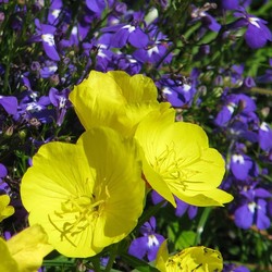 Пазл: Энотера