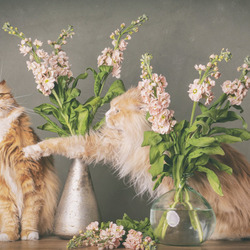 Пазл: Драка