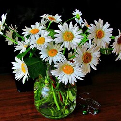 Пазл: Ромашки