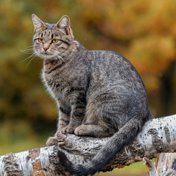 Пазл: Кошка на завалинке