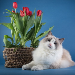 Пазл: Кошечка и тюльпаны