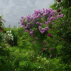 Пазл: Заброшенный сад