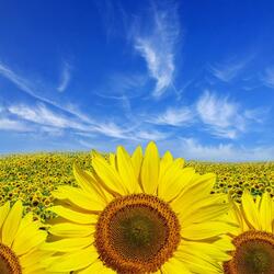 Пазл: Поле подсолнухов