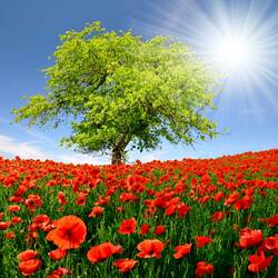 Пазл: Среди макового поля