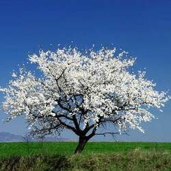 Пазл: Цветущая вишня