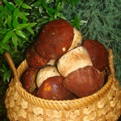 Пазл: Боровички