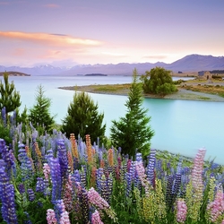 Пазл: Озеро Тепако