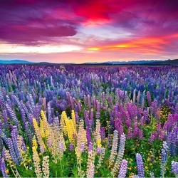Пазл: Поле люпинов