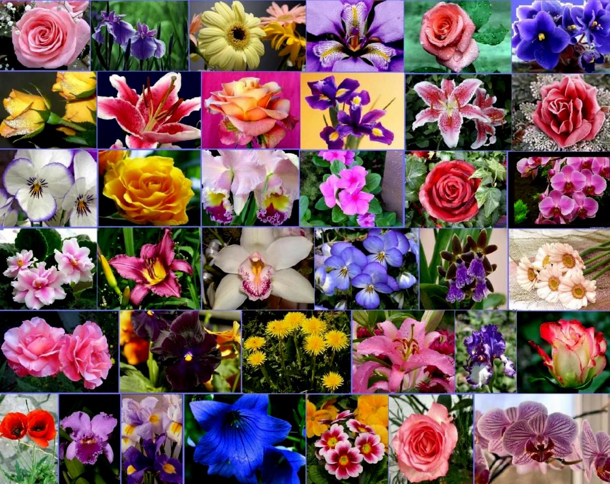 Пазл «Коллаж цветов» из 320 элементов | Собрать онлайн пазл №21559