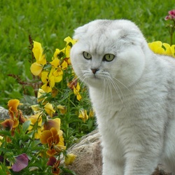 Пазл: Скоттиш-фолд