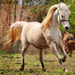 Пазл: Лошадь