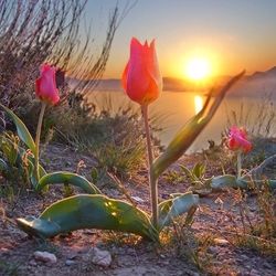 Пазл: Пробуждение природы