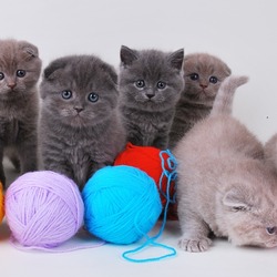 Пазл: Семеро котят