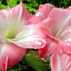 Пазл: Цветы