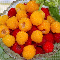 Пазл: Малина