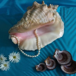 Пазл: Ракушка