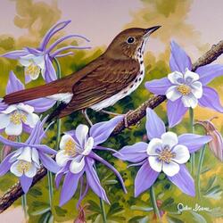 Пазл: Дрозд отшельник