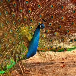 Пазл: Павлин