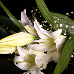 Пазл: Лилии