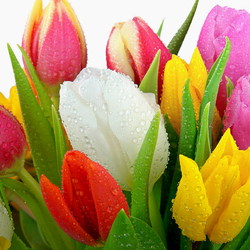 Пазл: Тюльпаны
