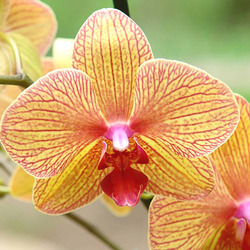 Пазл: Орхидеи