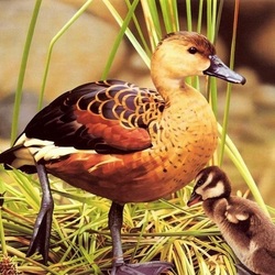 Пазл: Дикие утки