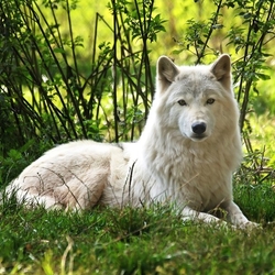 Пазл: Арктический волк