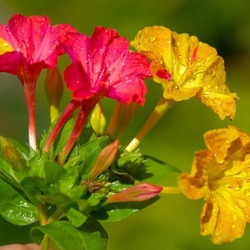 Пазл: Ночная красавица мирабилис