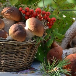 Пазл: Грибы и ягоды