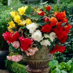 Пазл: Бегонии