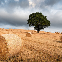 Пазл: Лето в поле