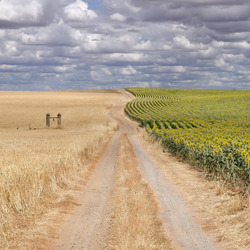Пазл: Дорога в полях