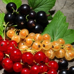 Пазл: Чёрная, красная, белая