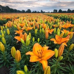 Пазл: Поле с лилиями