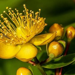 Пазл: Гипирикум