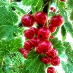 Пазл: Фрактальная смородина