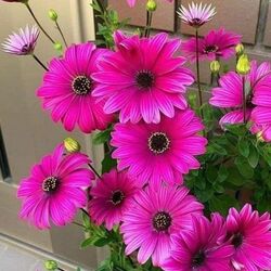 Пазл: Цветы у дома