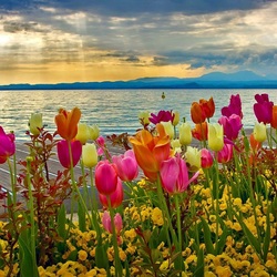 Пазл: Тюльпаны